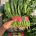 菠菜大叶菠菜小叶菠菜市场供货协助装车服务到位