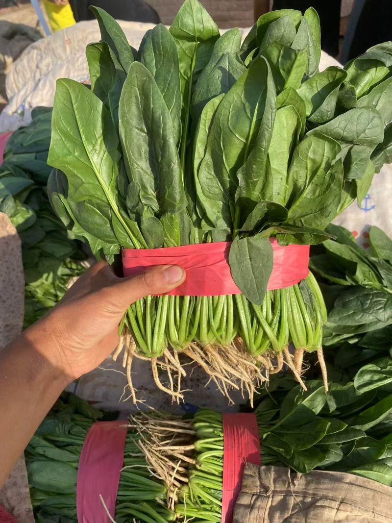 菠菜大叶菠菜小叶菠菜市场供货协助装车服务到位