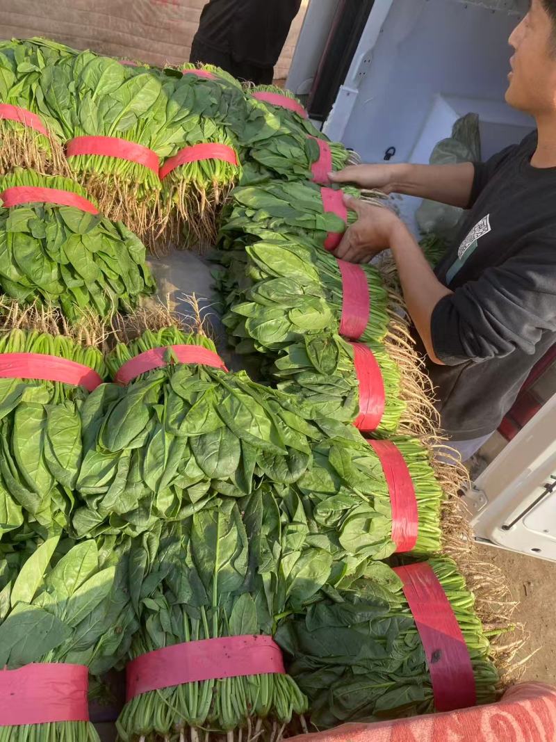 菠菜大叶菠菜小叶菠菜市场供货协助装车服务到位