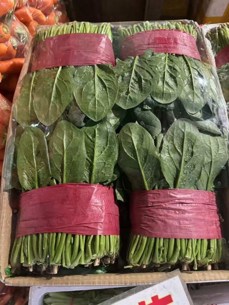 菠菜大叶菠菜小叶菠菜市场供货协助装车服务到位