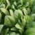 菠菜大叶菠菜小叶菠菜市场供货协助装车服务到位