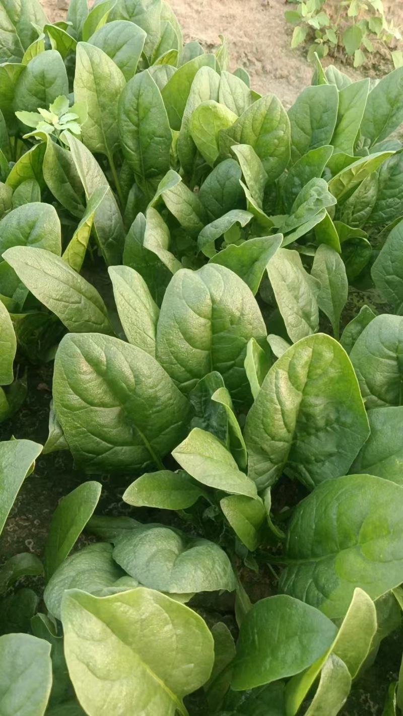 菠菜大叶菠菜小叶菠菜市场供货协助装车服务到位