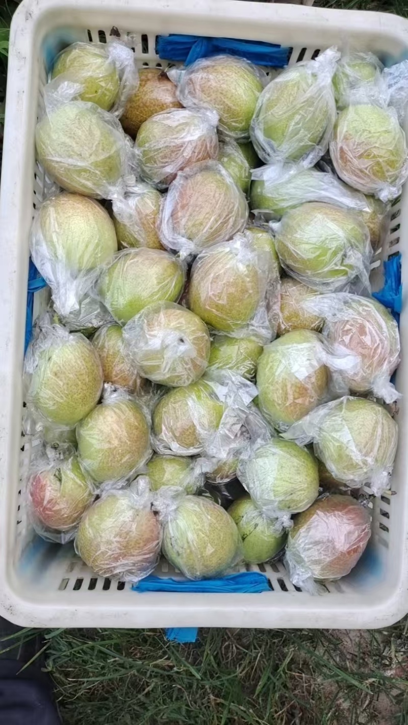 阳信香梨7号/媚梨/量大价优/培育香梨品种/欢迎咨询