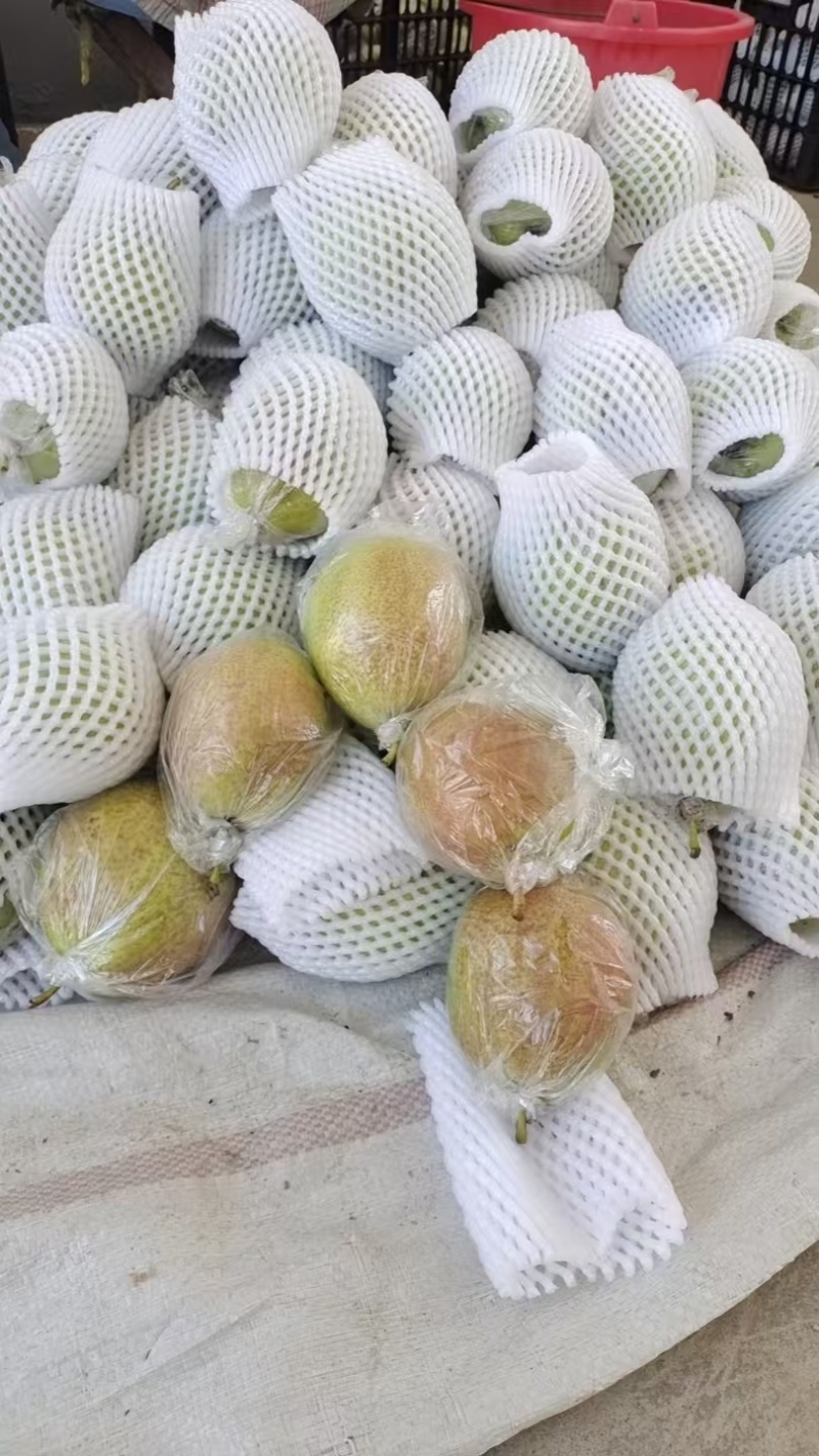 阳信香梨7号/媚梨/量大价优/培育香梨品种/欢迎咨询