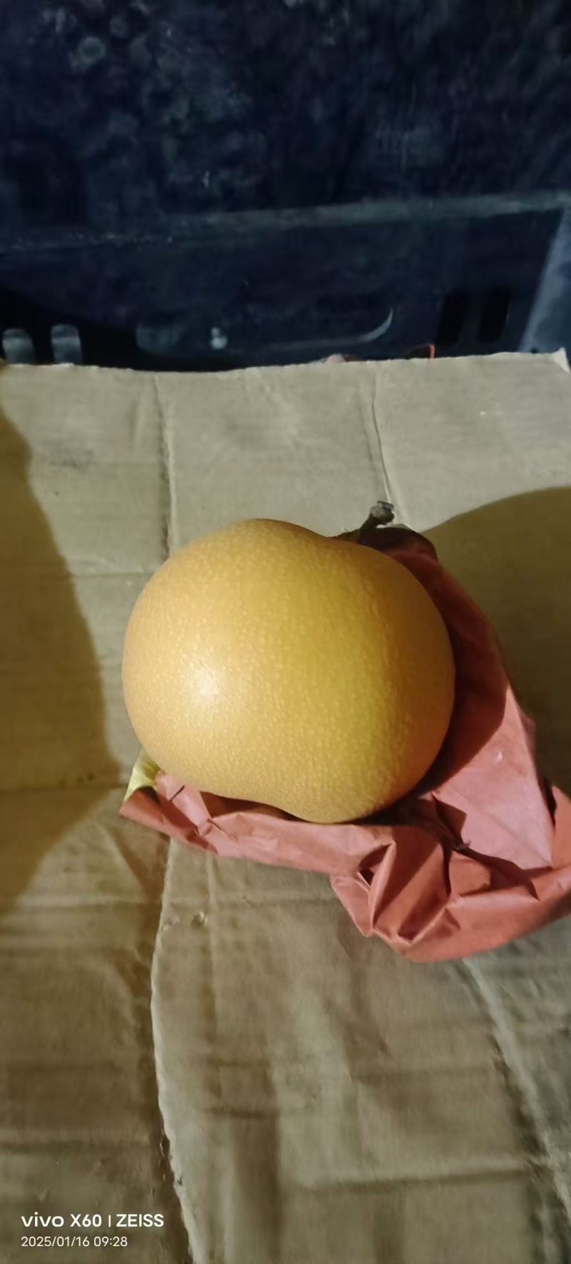 山东精品秋月梨/量大价优/可视频看货/欢迎咨询