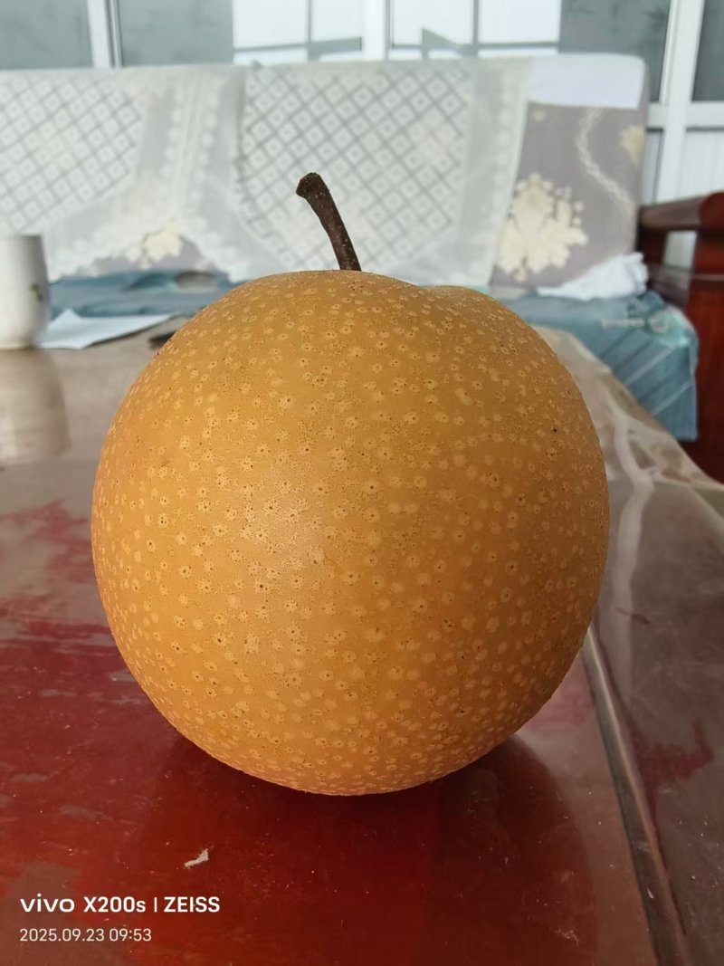 山东精品秋月梨/量大价优/可视频看货/欢迎咨询