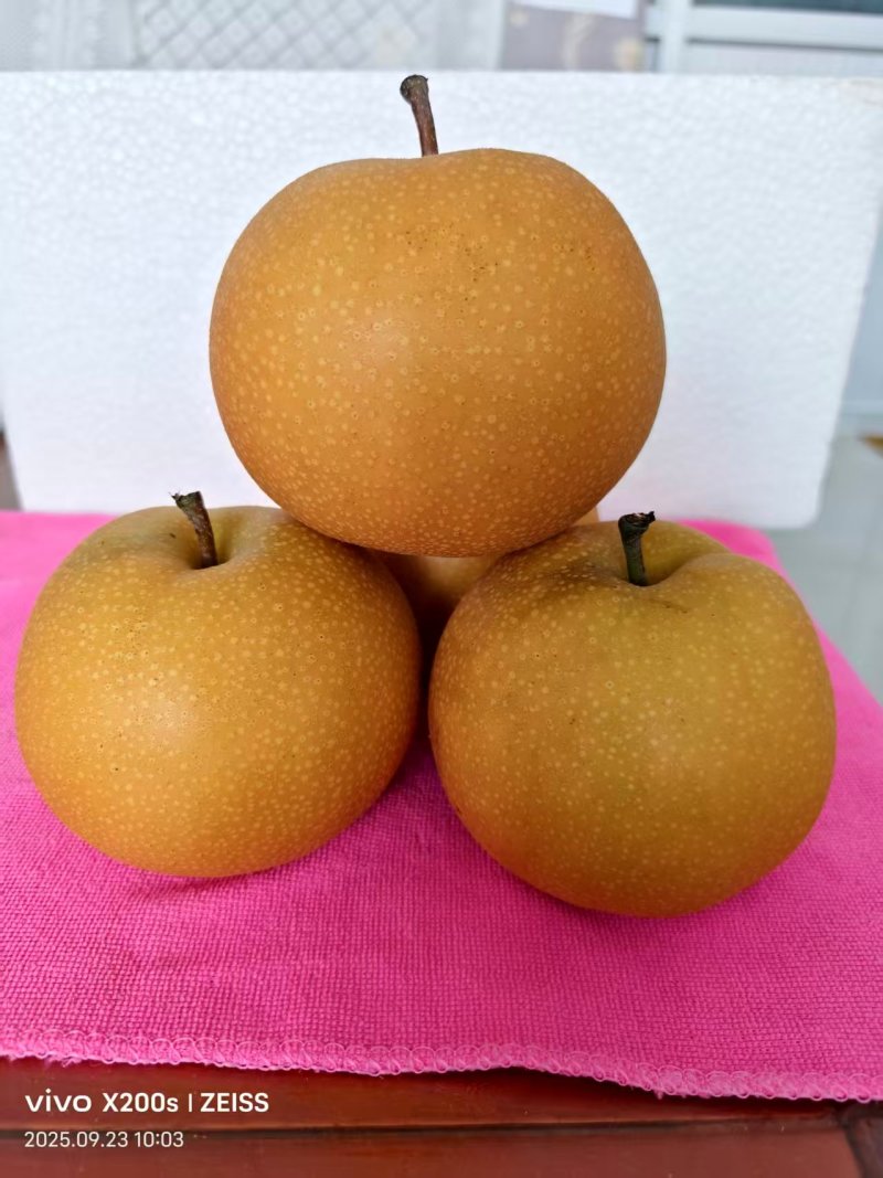 山东精品秋月梨/量大价优/可视频看货/欢迎咨询