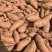 2025年，产地龙九持续供应