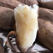 河北雄县产区精品白心红薯白哈蜜红薯自家种植基地可视频
