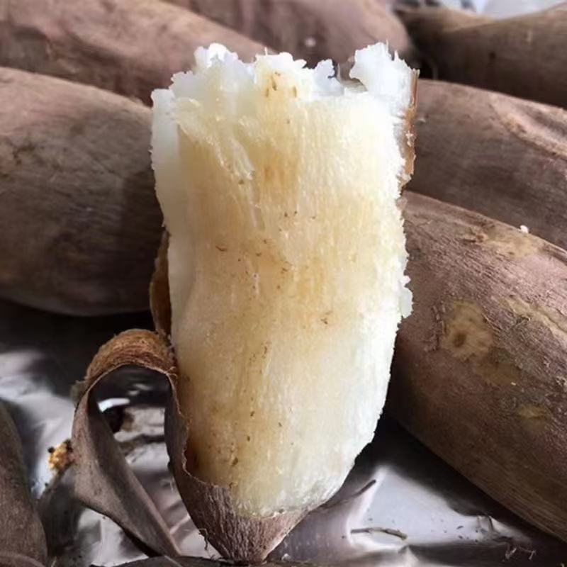 河北雄县产区精品白心红薯白哈蜜红薯自家种植基地可视频