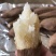 河北雄县产区精品白心红薯白哈蜜红薯自家种植基地可视频