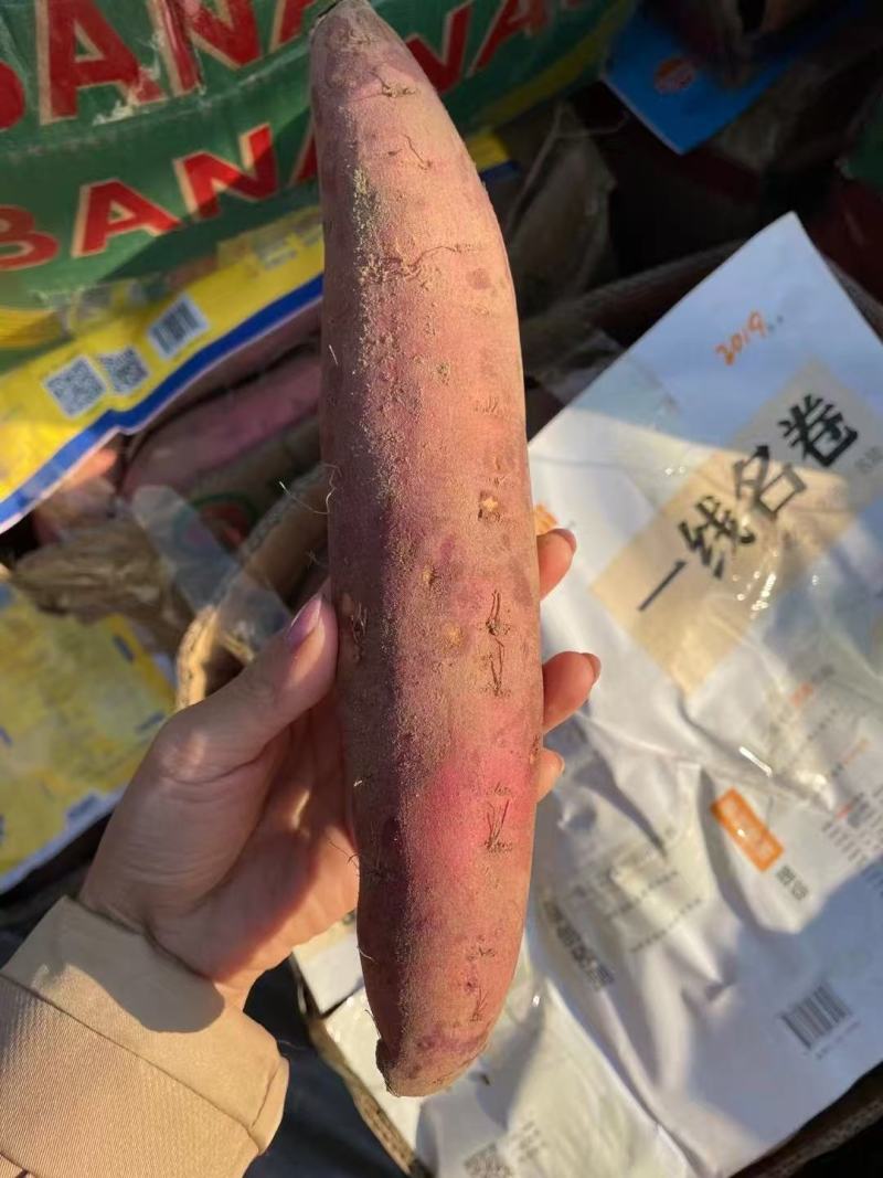 烟薯25保质保量基地一手货源现挖现发河北雄县一件代发
