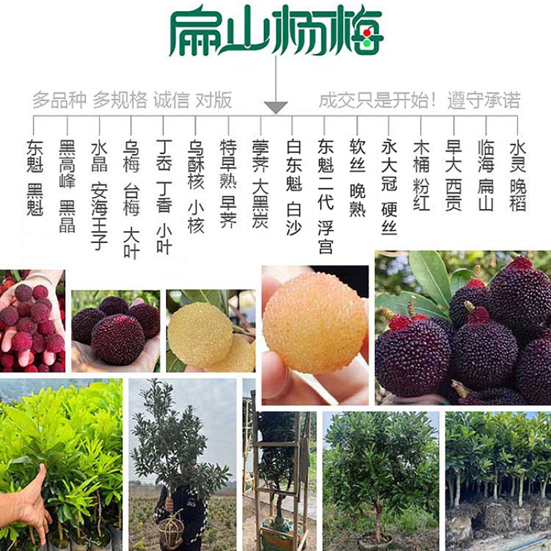 又大又黑的湖北杨梅苗新品种白水晶小大黑炭小杯苗40CM