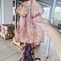 盐干大鱿鱼
