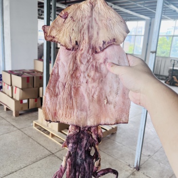 盐干大鱿鱼