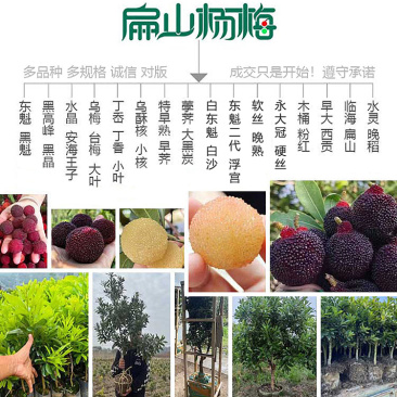 今年上海已挂果荸荠乌酥杨梅苗明年结果东魁杨梅苗60CM