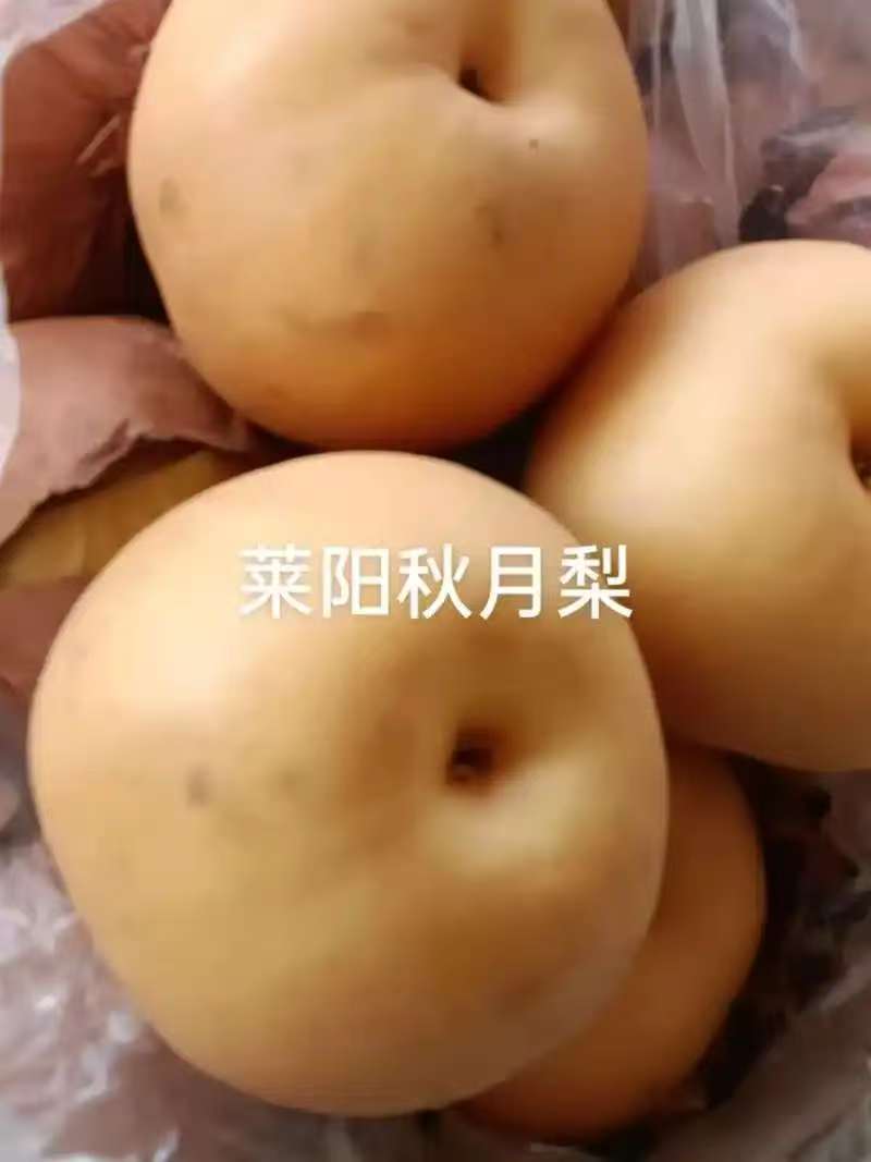 秋月梨山东莱阳秋月梨汁多脆甜价格实惠品质保障欢迎电联