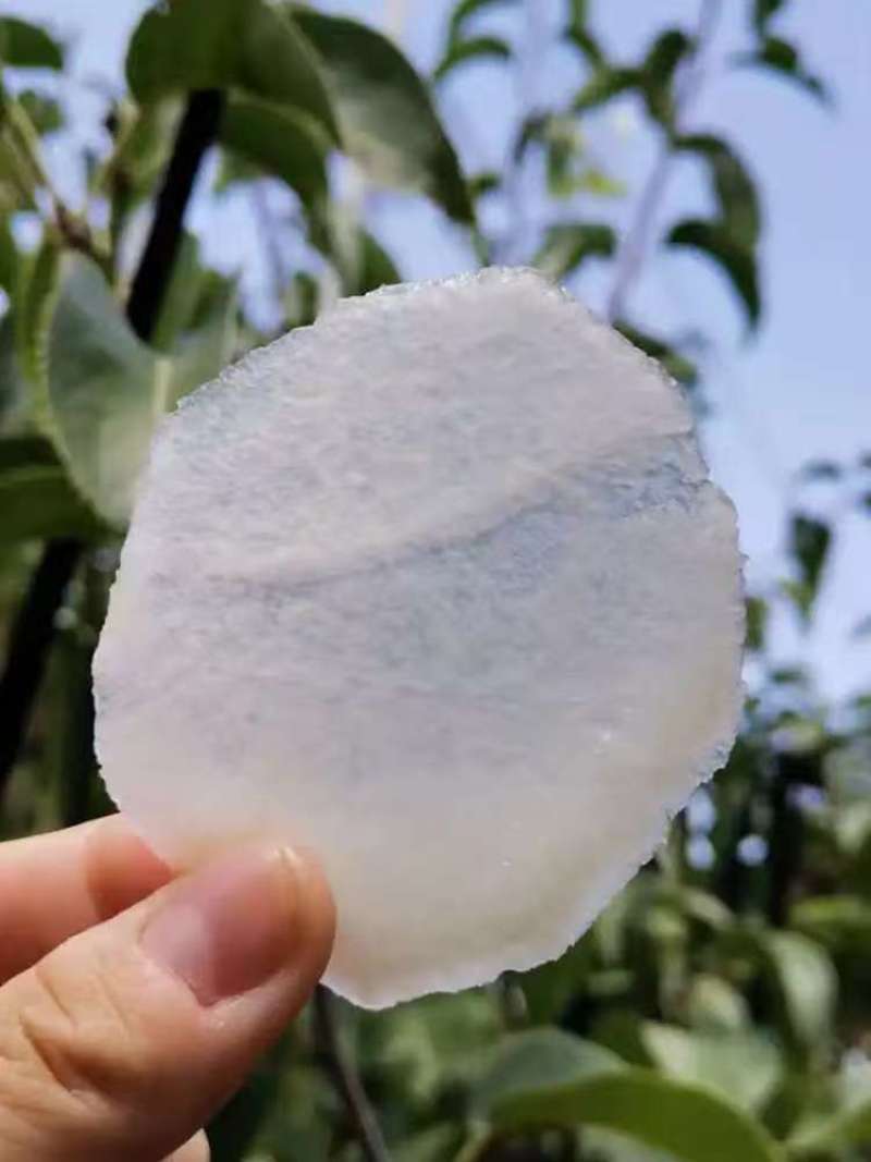 秋月梨山东莱阳秋月梨汁多脆甜价格实惠品质保障欢迎电联