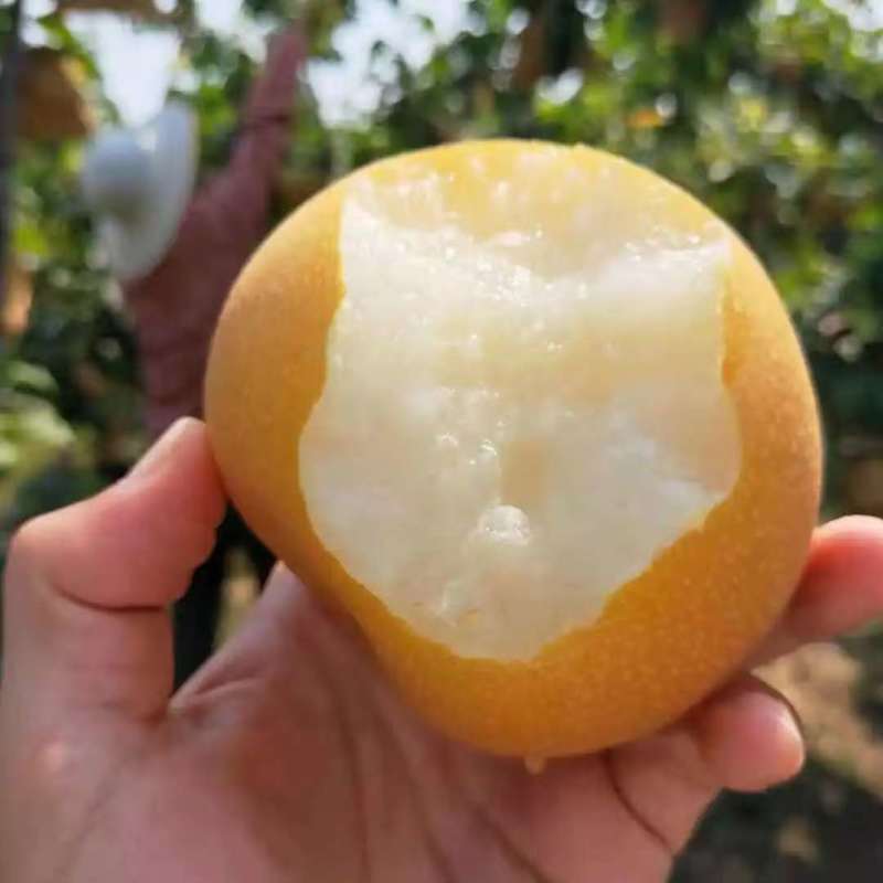 秋月梨山东莱阳秋月梨汁多脆甜价格实惠品质保障欢迎电联