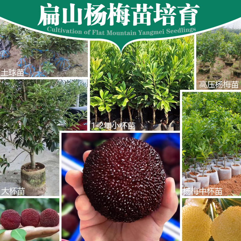 福建东魁杨梅树小杯苗基地杨梅苗批发30-40CM
