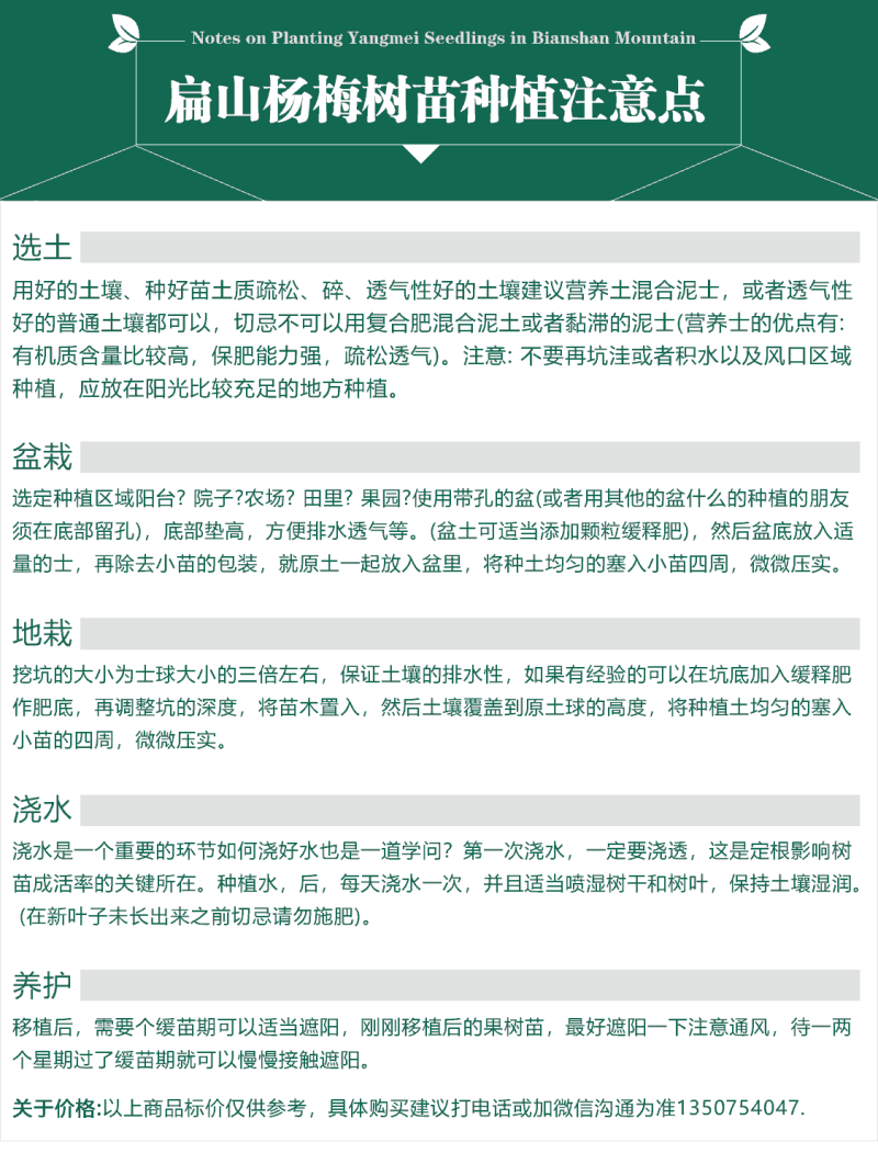 福建东魁杨梅树小杯苗基地杨梅苗批发30-40CM