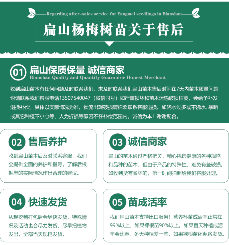 福建东魁杨梅树小杯苗基地杨梅苗批发30-40CM