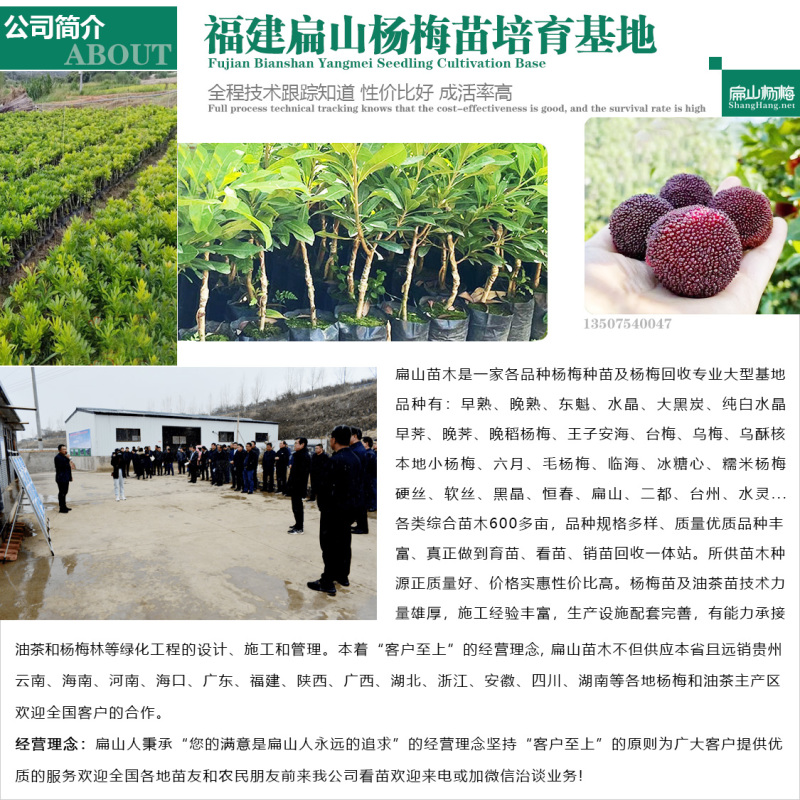 福建东魁杨梅树小杯苗基地杨梅苗批发30-40CM