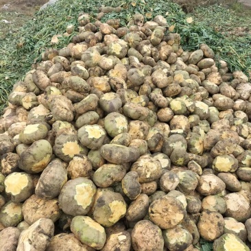 黄心卜留克，当季新鲜现货，产地直发品质保证，量大从优！