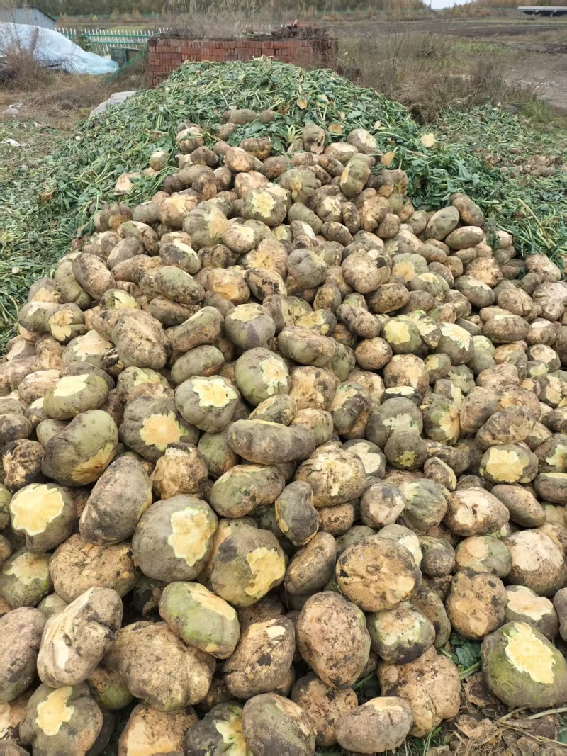 黄心卜留克，当季新鲜现货，产地直发品质保证，量大从优！