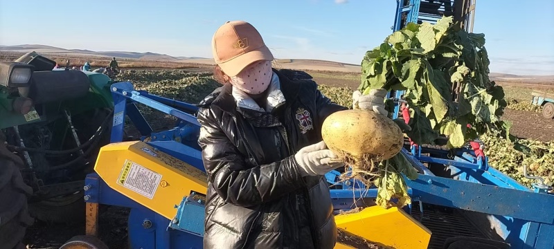 黄心卜留克，当季新鲜现货，产地直发品质保证，量大从优！
