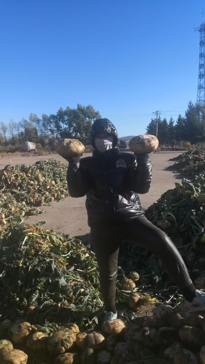黄心卜留克，当季新鲜现货，产地直发品质保证，量大从优！