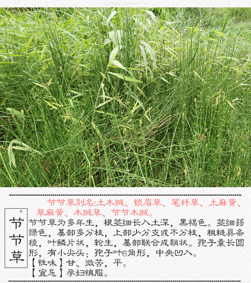 土木贼草接骨草中药材中草药原料批发节节草
