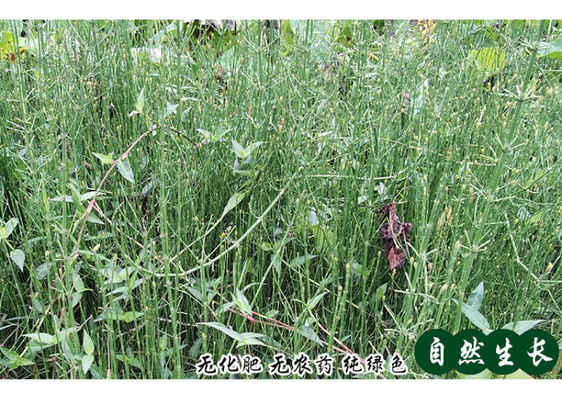 土木贼草接骨草中药材中草药原料批发节节草