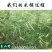 土木贼草接骨草中药材中草药原料批发节节草