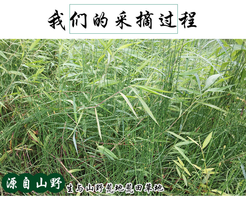 土木贼草接骨草中药材中草药原料批发节节草