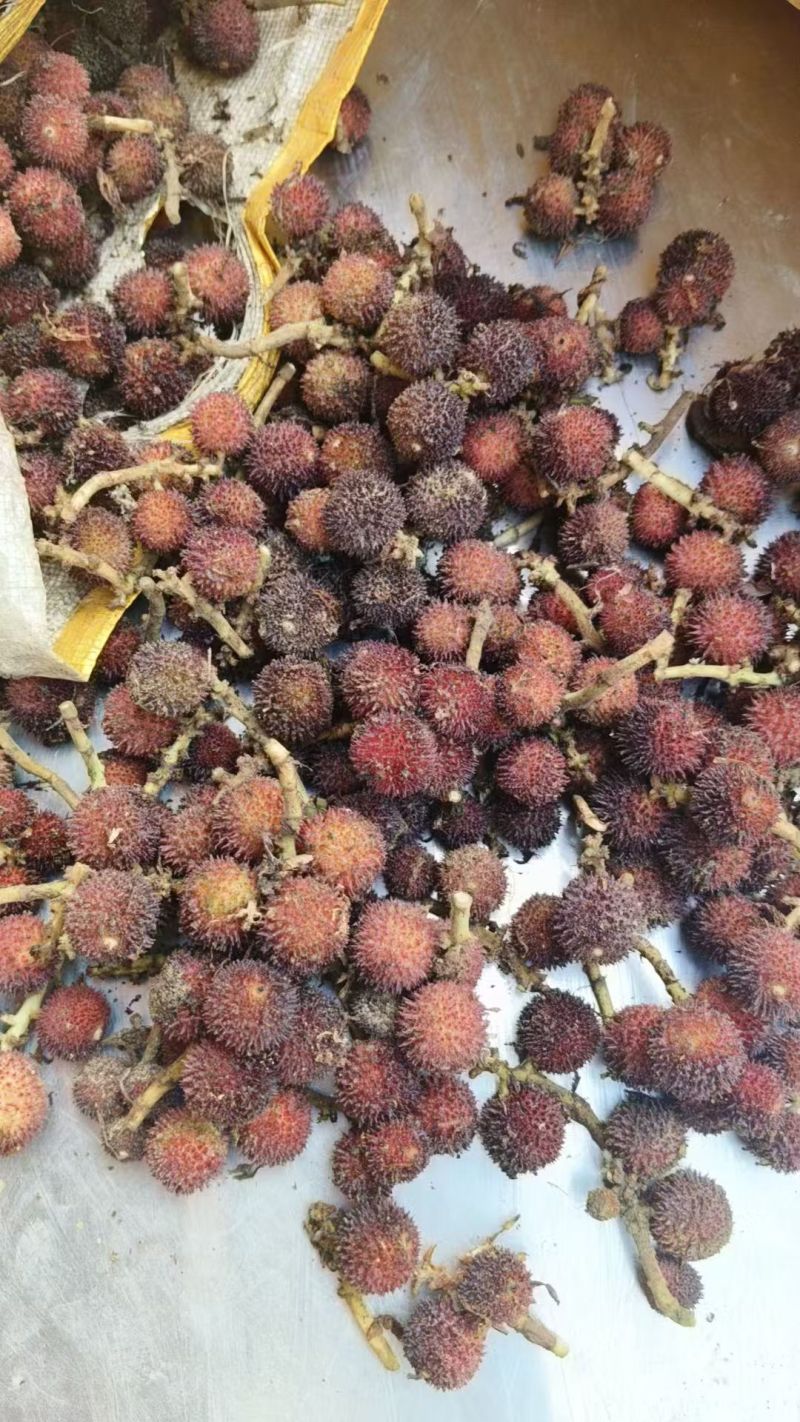 云南文山沙仁新鲜货。一手货源，品质保证，量大从优，欢迎选购