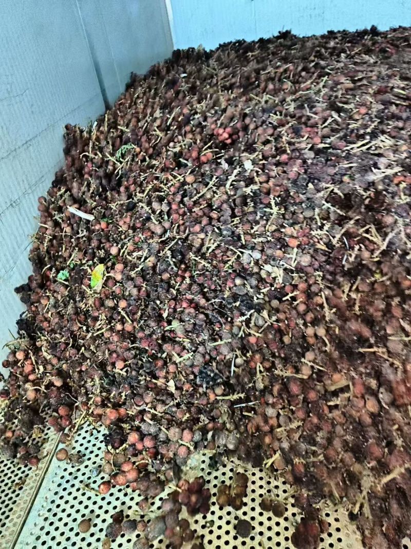 云南文山沙仁新鲜货。一手货源，品质保证，量大从优，欢迎选购