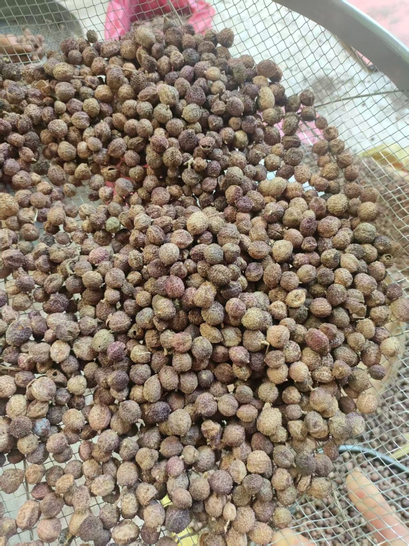 云南文山沙仁新鲜货。一手货源，品质保证，量大从优，欢迎选购