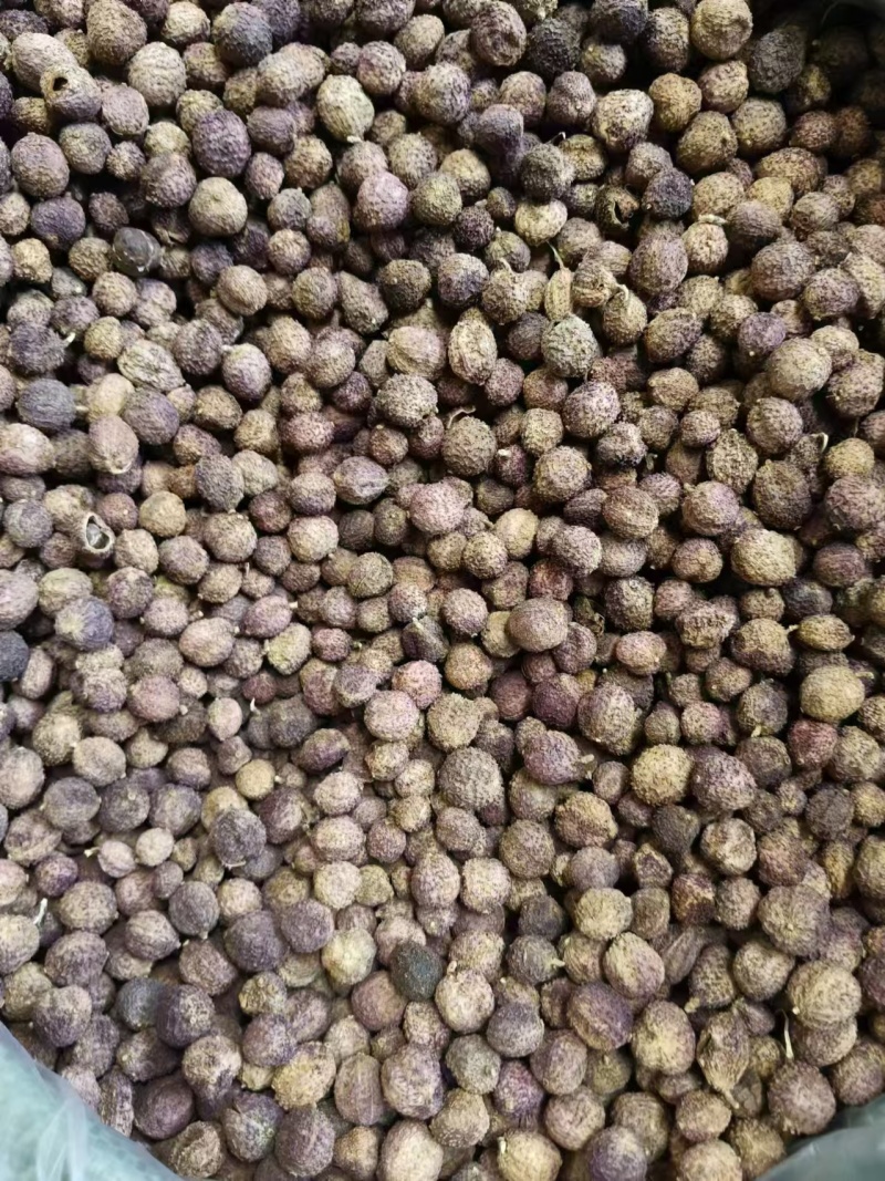 云南文山沙仁新鲜货。一手货源，品质保证，量大从优，欢迎选购