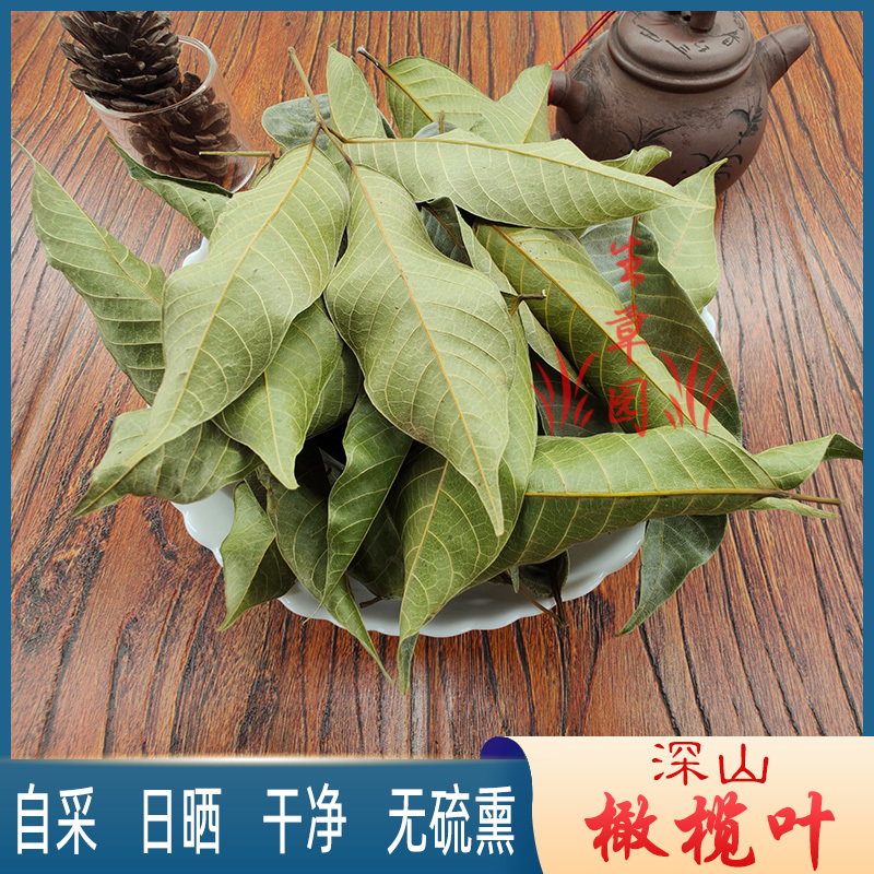 橄榄叶中药材中草药原料批发橄榄叶