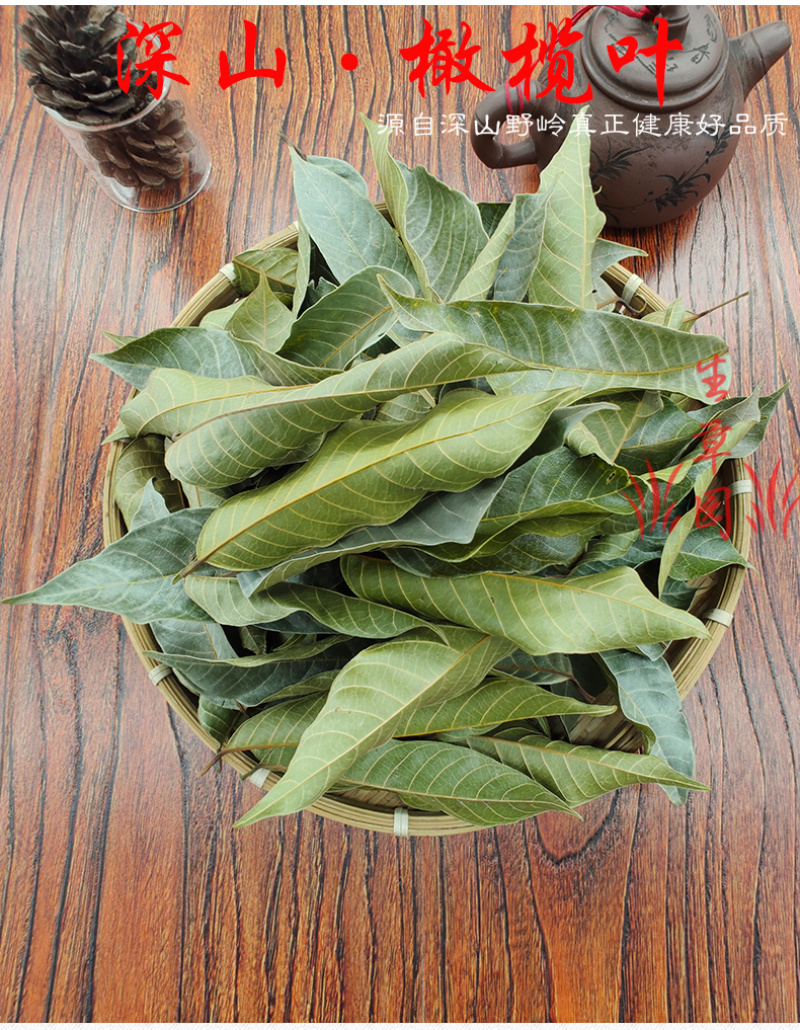 橄榄叶中药材中草药原料批发橄榄叶