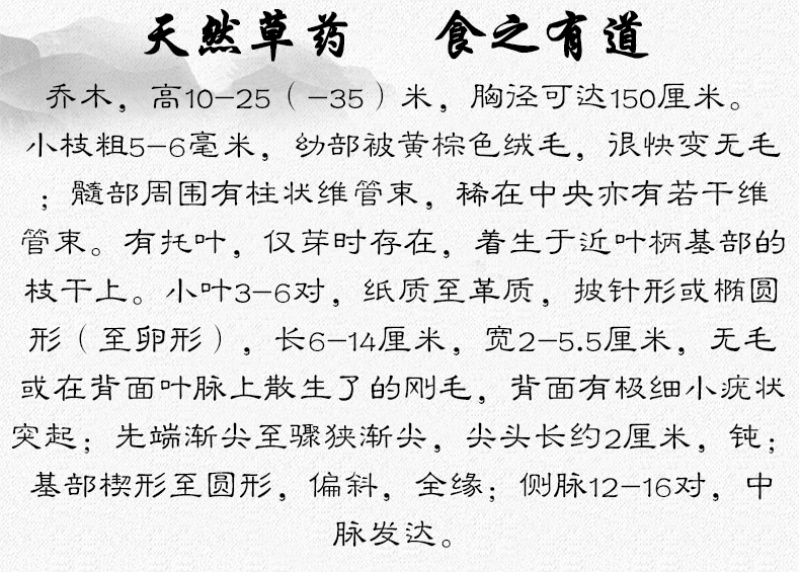 橄榄叶中药材中草药原料批发橄榄叶
