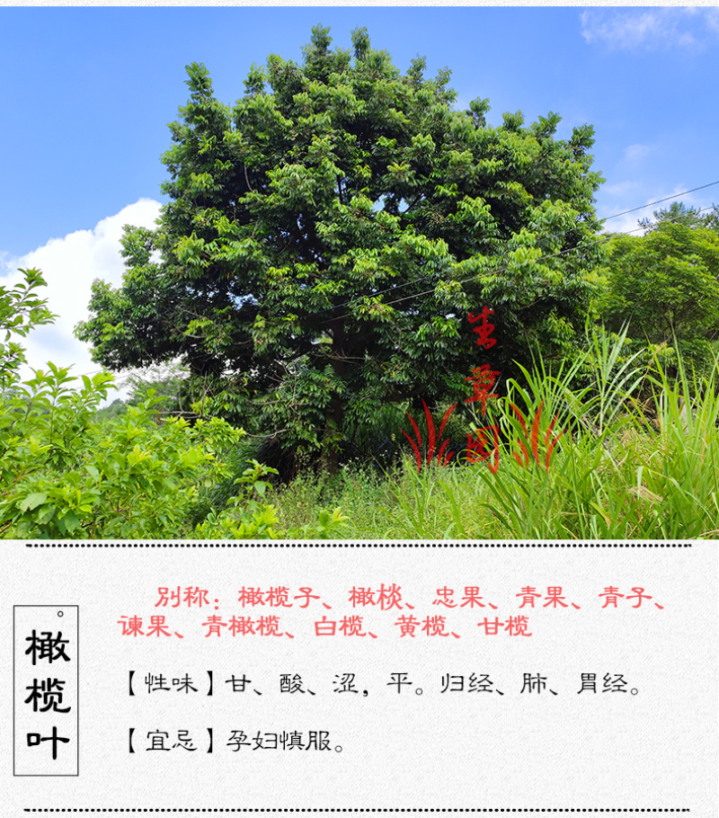 橄榄叶中药材中草药原料批发橄榄叶