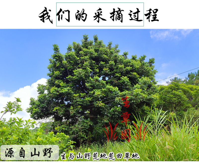 橄榄叶中药材中草药原料批发橄榄叶