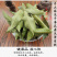 橄榄叶中药材中草药原料批发橄榄叶