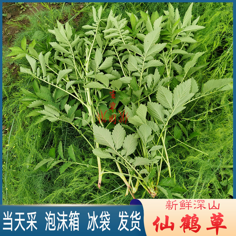 仙鹤草龙芽草脱力草狼牙草中药材中草药原料
