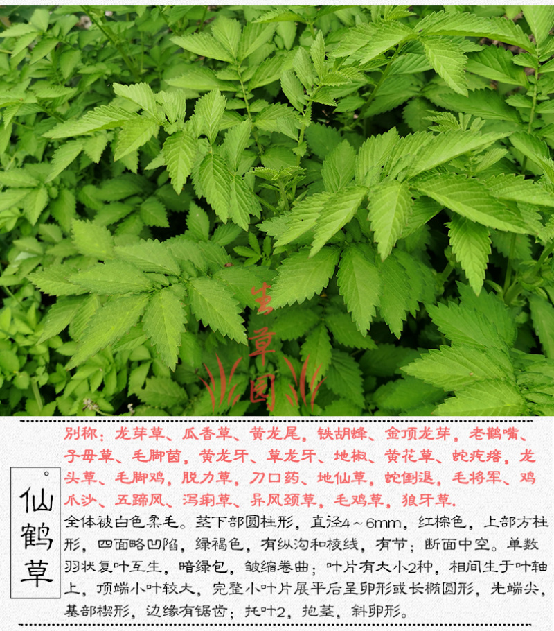 仙鹤草龙芽草脱力草狼牙草中药材中草药原料