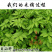 仙鹤草龙芽草脱力草狼牙草中药材中草药原料