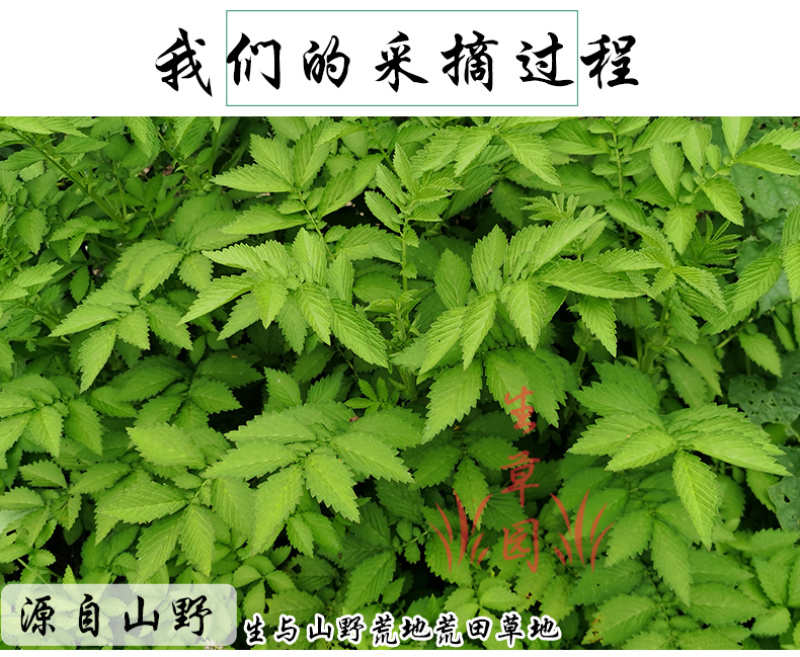 仙鹤草龙芽草脱力草狼牙草中药材中草药原料