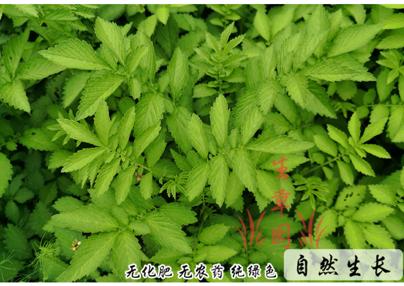 仙鹤草龙芽草脱力草狼牙草中药材中草药原料